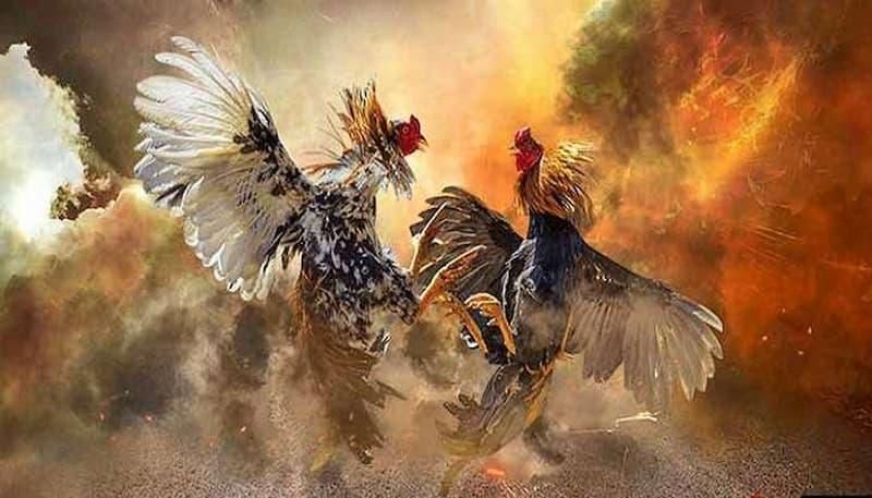 giới thiệu chung về đá gà ax88 giới thiệu chung về đá gà ax88