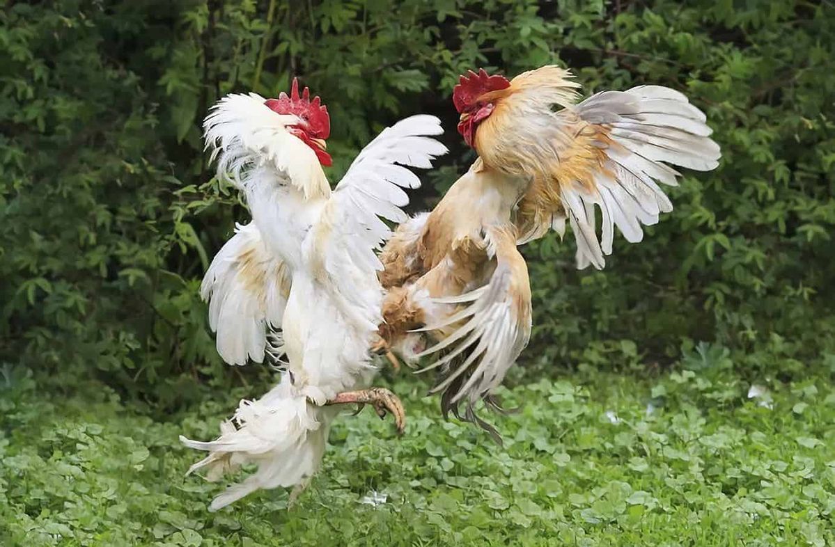 khuyến mãi hấp dẫn tại đá gà ax88 khuyến mãi hấp dẫn tại đá gà ax88