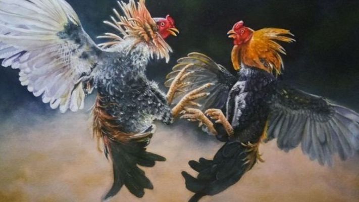 kinh nghiệm khi chơi đá gà ax88 kinh nghiệm khi chơi đá gà ax88